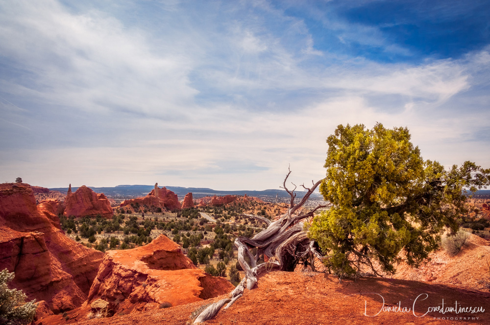 Kodachrome Basin State Park Juniper Tree